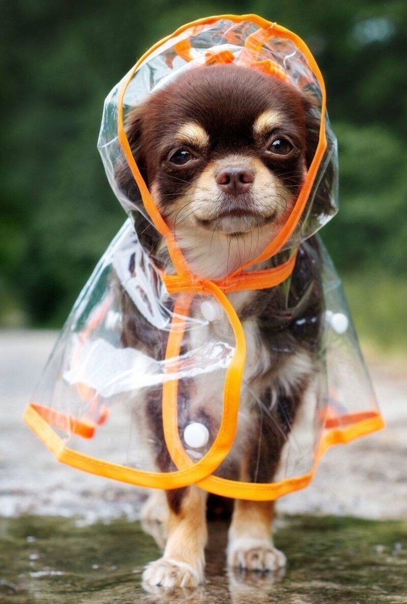 Шпиц померанский карликовый стриженный