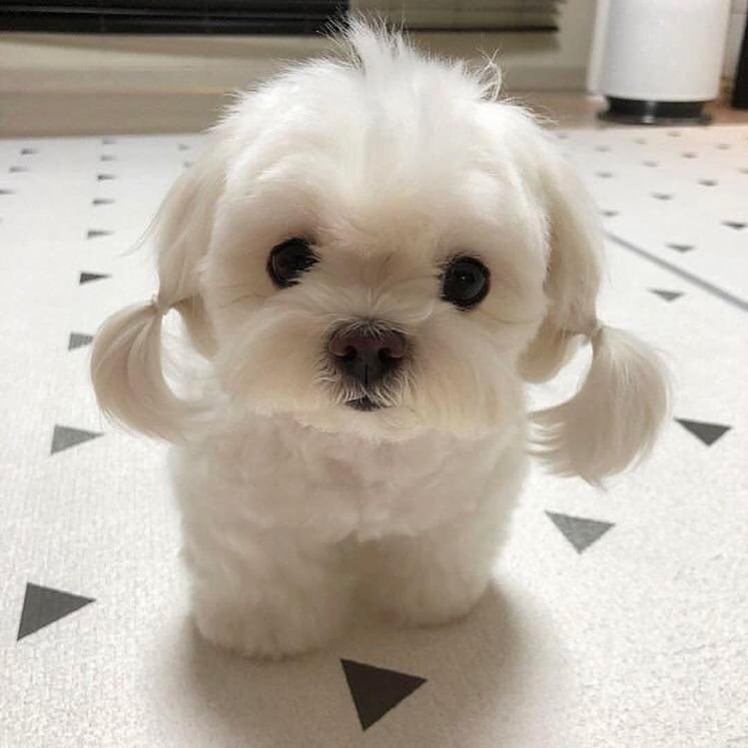 Миленький Пумпусик собачку