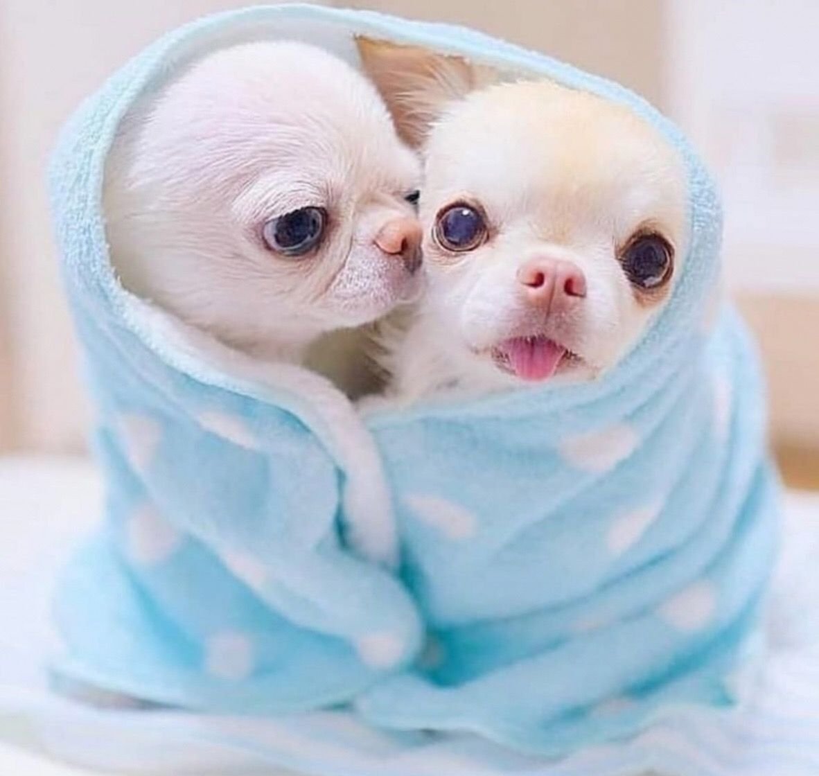 Померанский шпиц Джифф