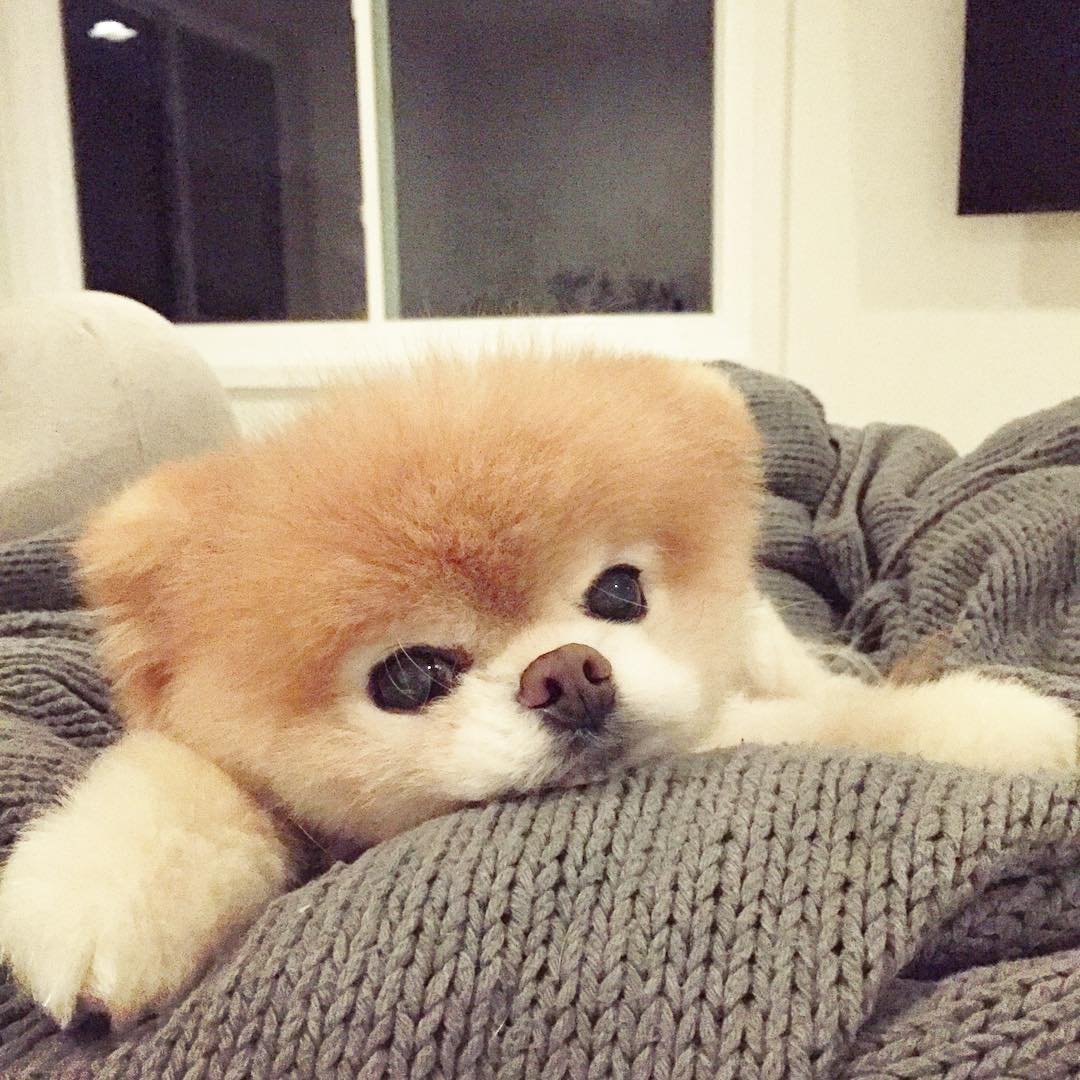 Померанский шпиц Jiff