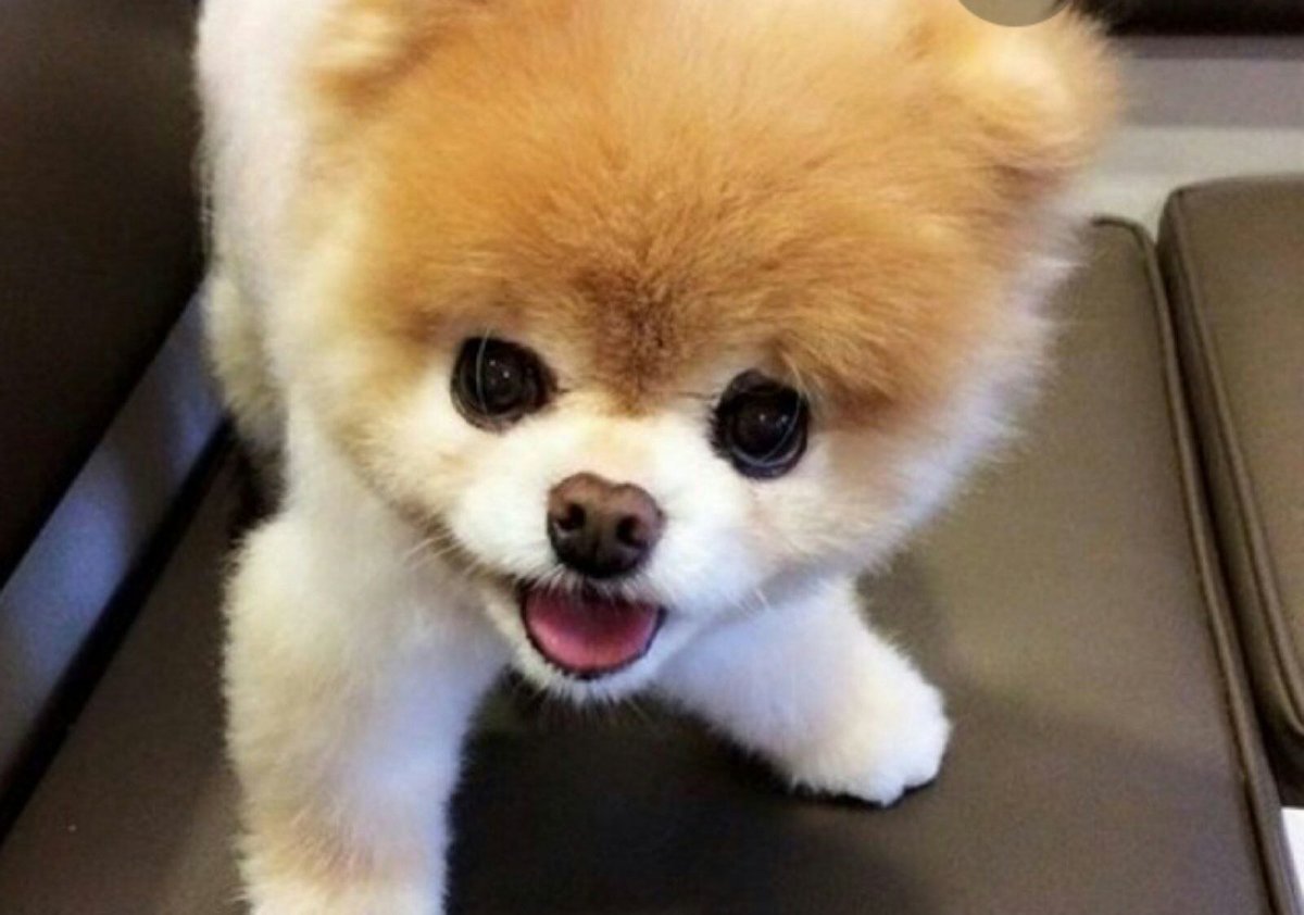 Забавный щенок