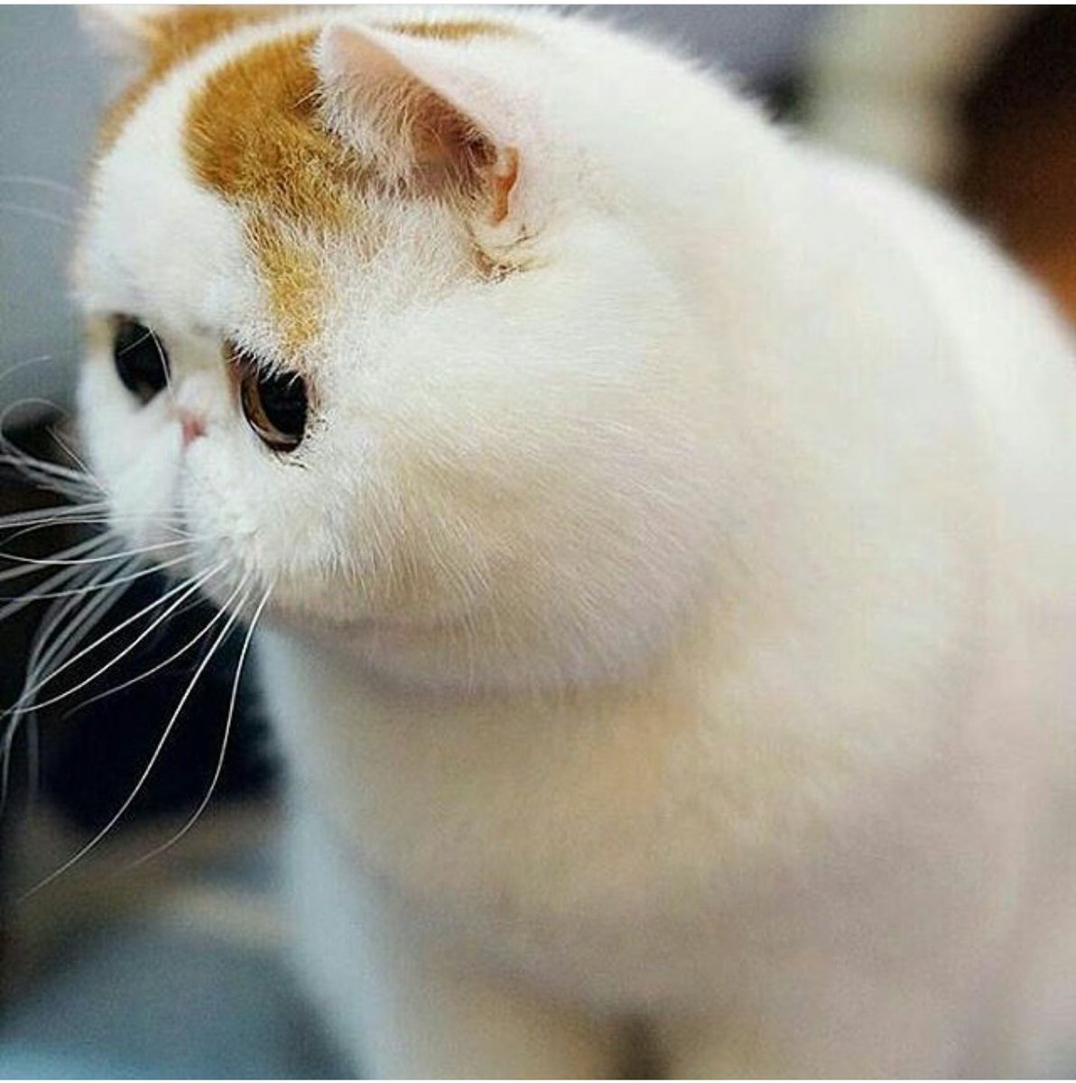 Фотографии японских кошек