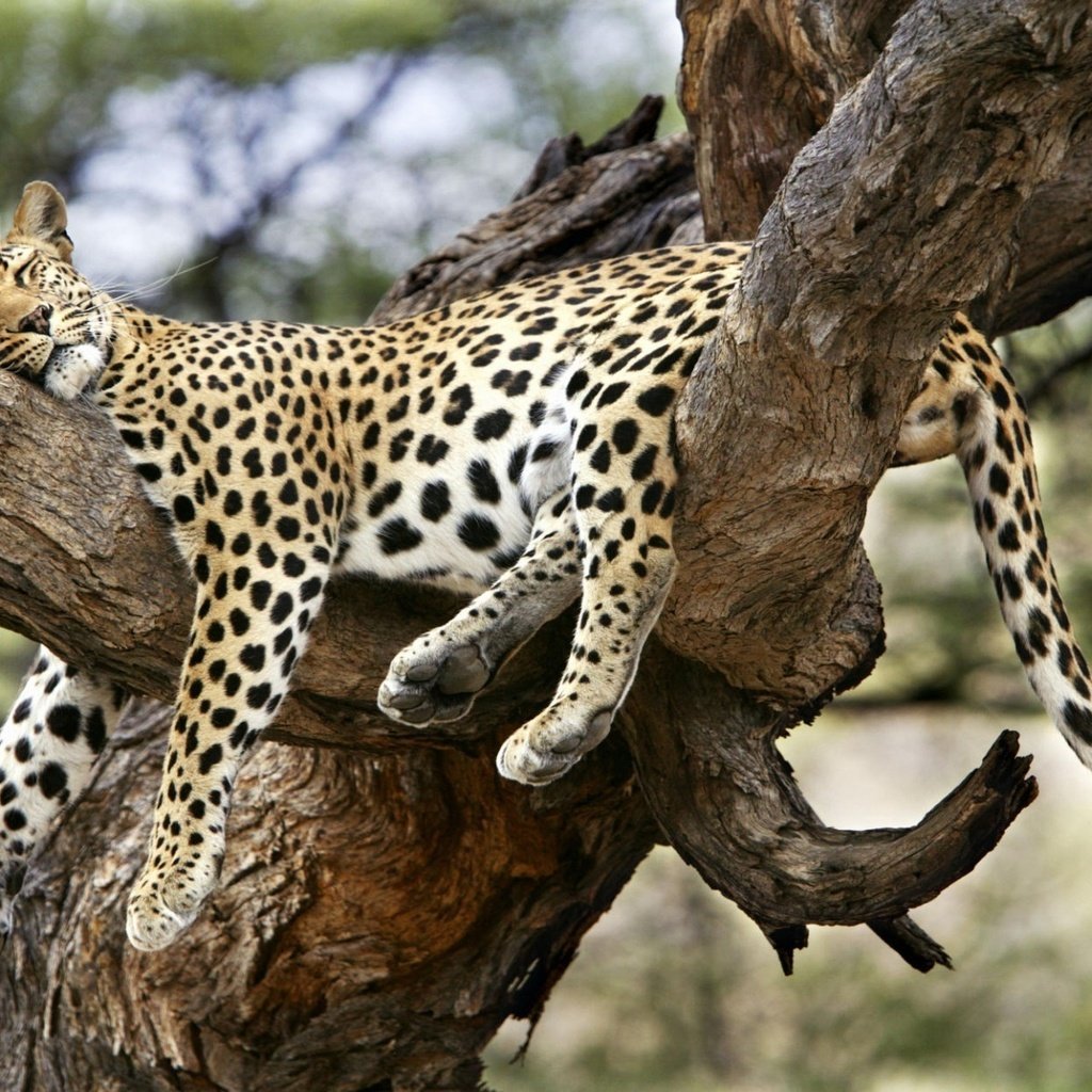 Леопард на ветке