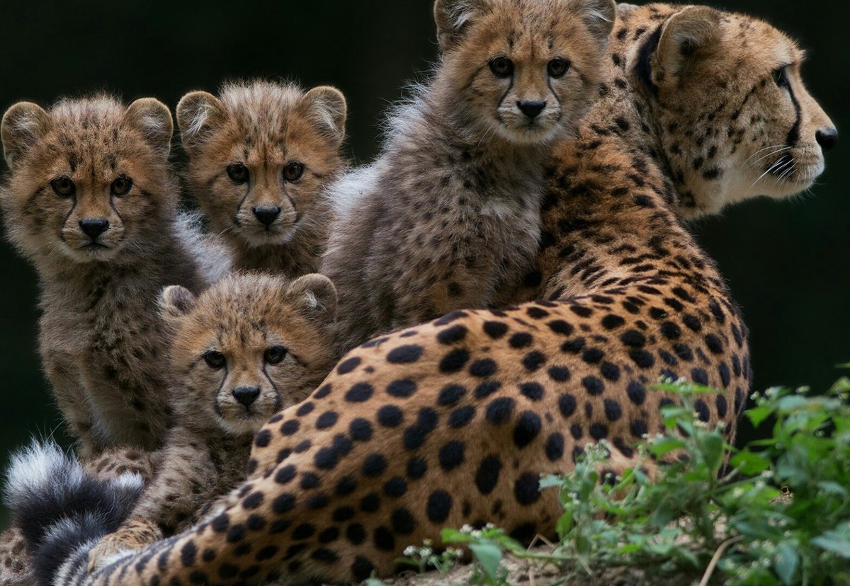 Ягуар лежит на ветке