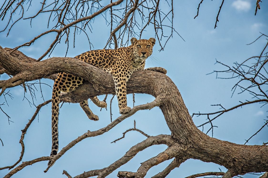 Дальневосточный леопард на дереве
