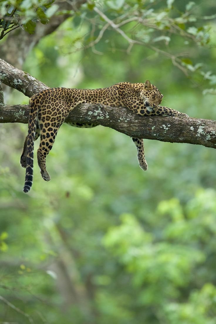 Грациозный леопард