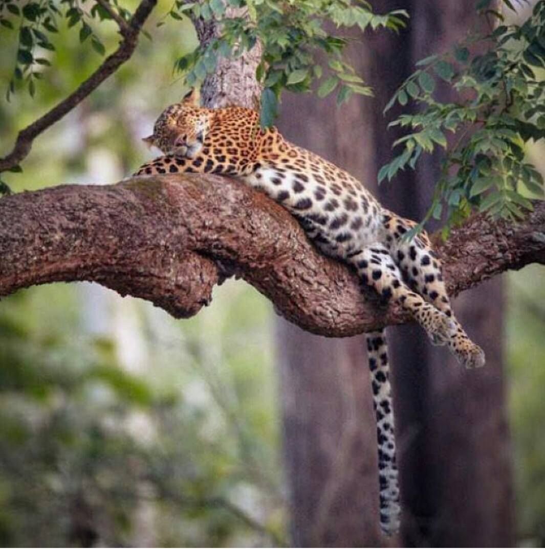 Гепард лазиет ли по деревьям