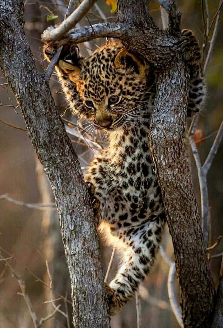Гепард на дереве