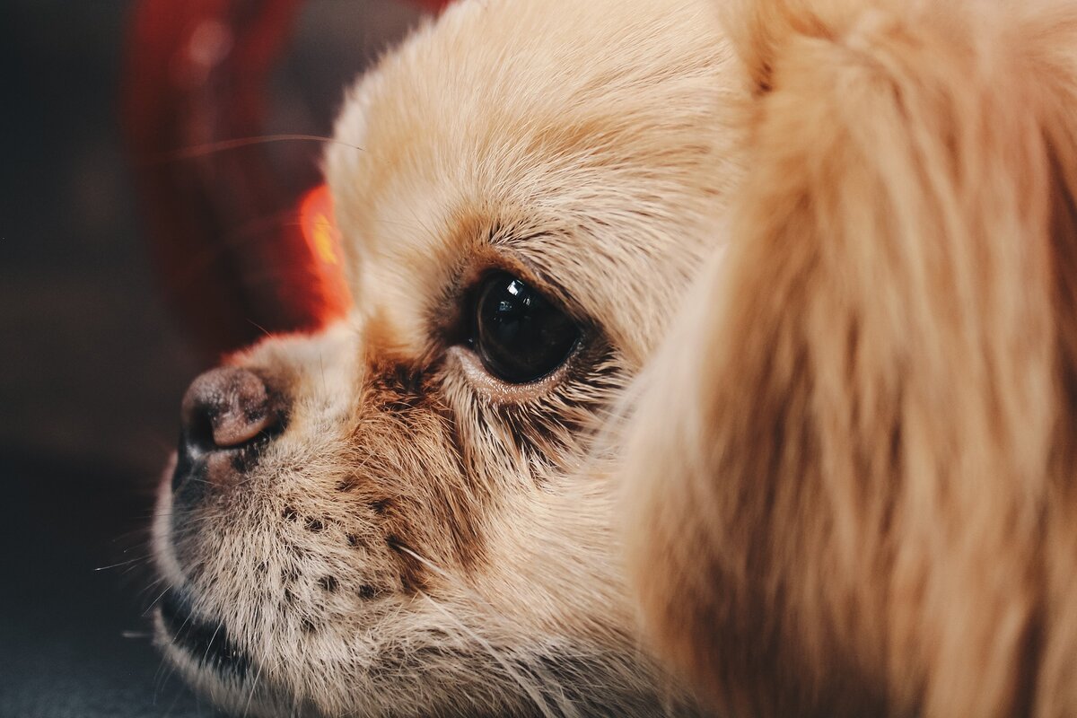 Злюся корги