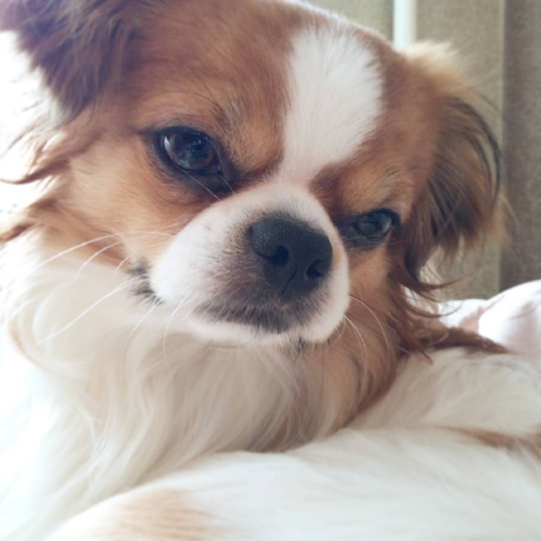 Юля животные собаки