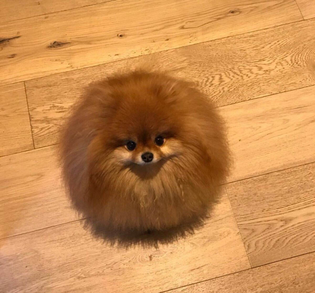 Померанский шпиц Тедди