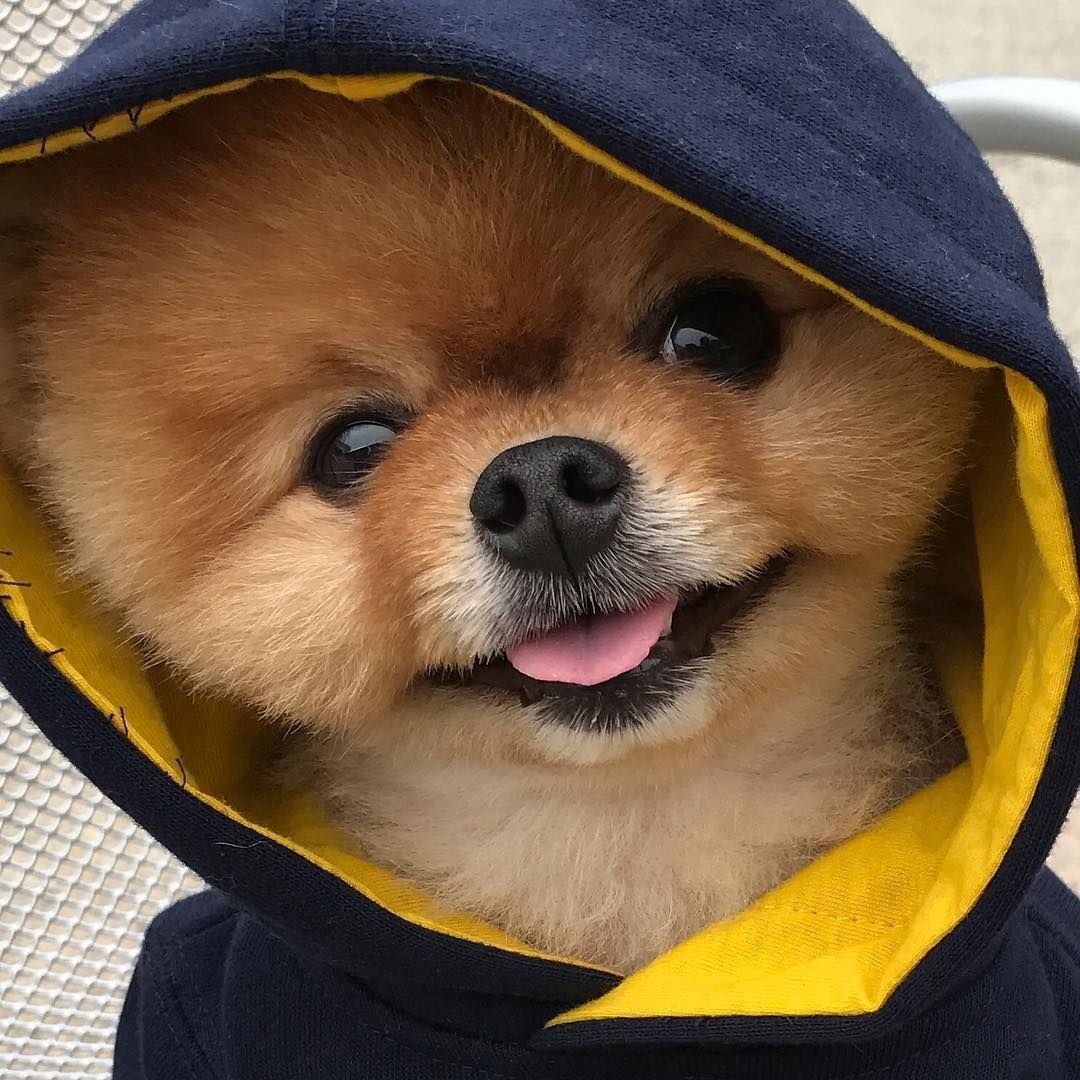 Популярные собаки