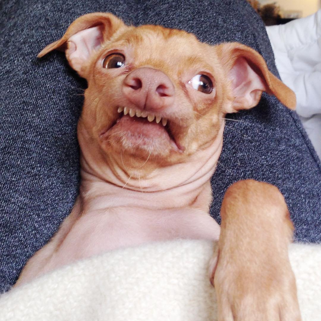 Афганская борзая Астон