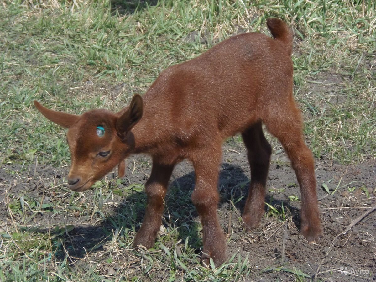 Мурсиана Гранадина