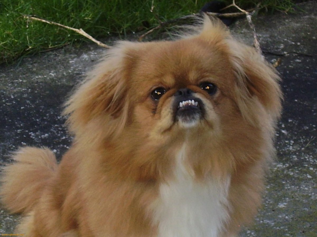 Эстетика песиков