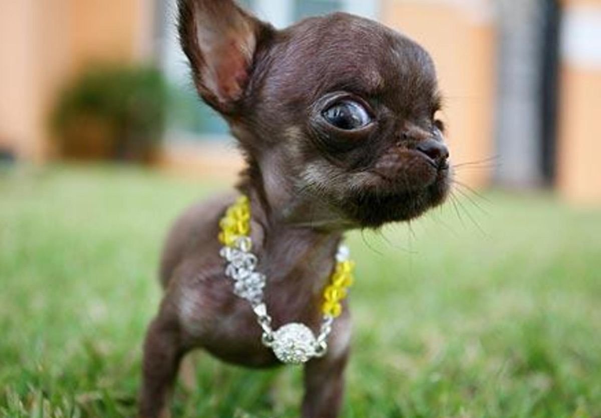 Собакены милые