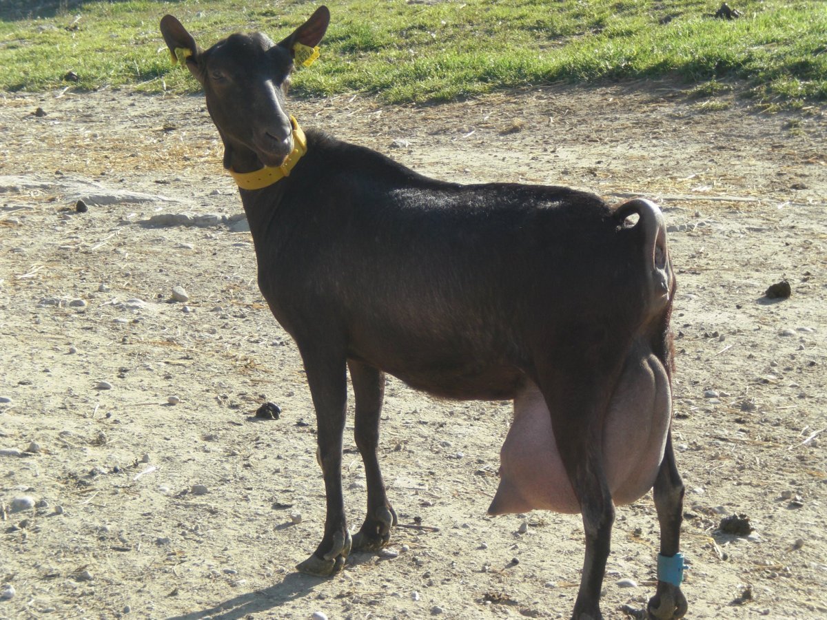 Испанская порода коз Мурсия Гранада