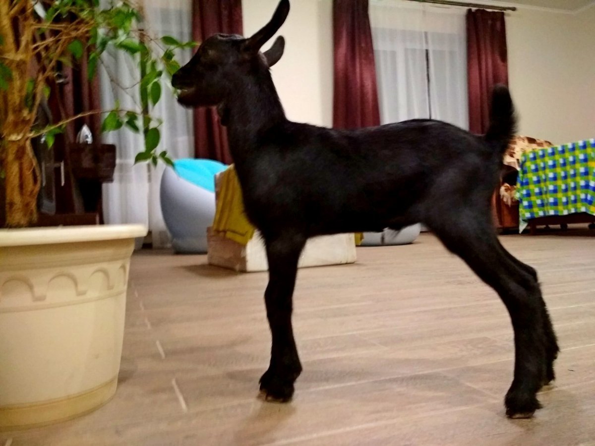 Черный нубийский козел