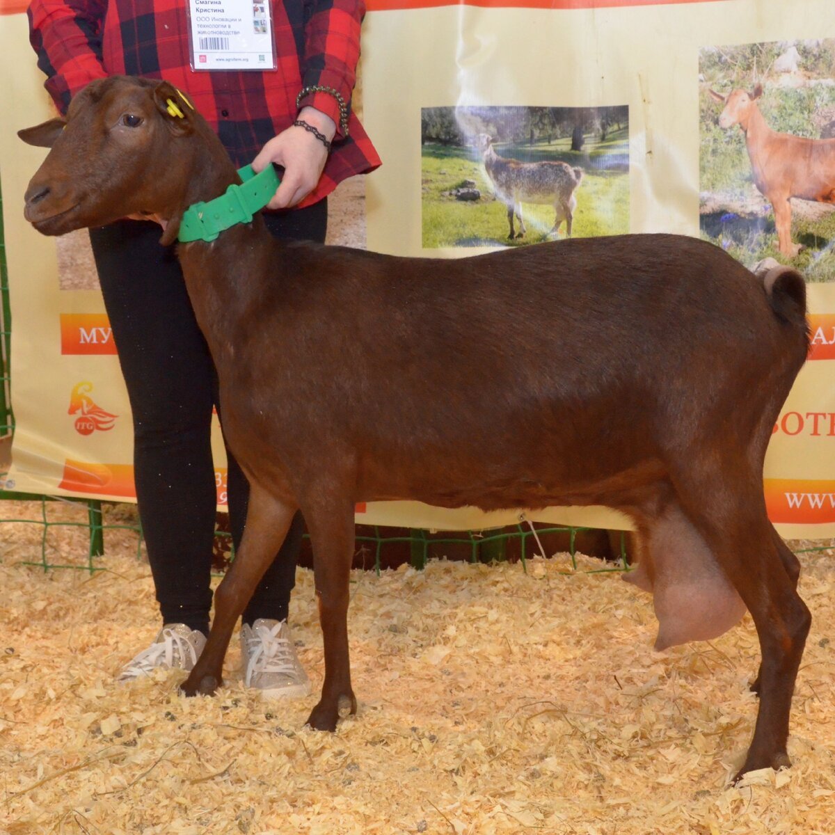 Мурсиана Гранадина