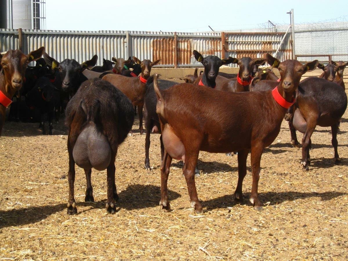 Тоскана коза