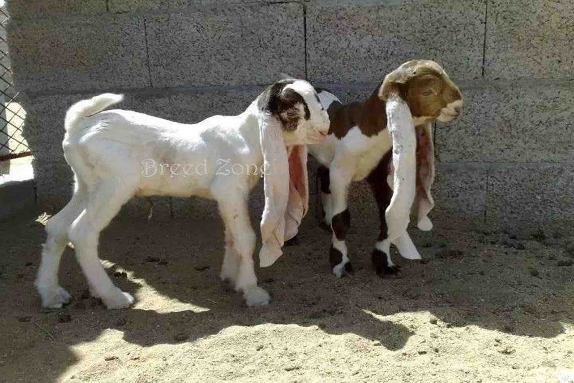 Коза черная комолая