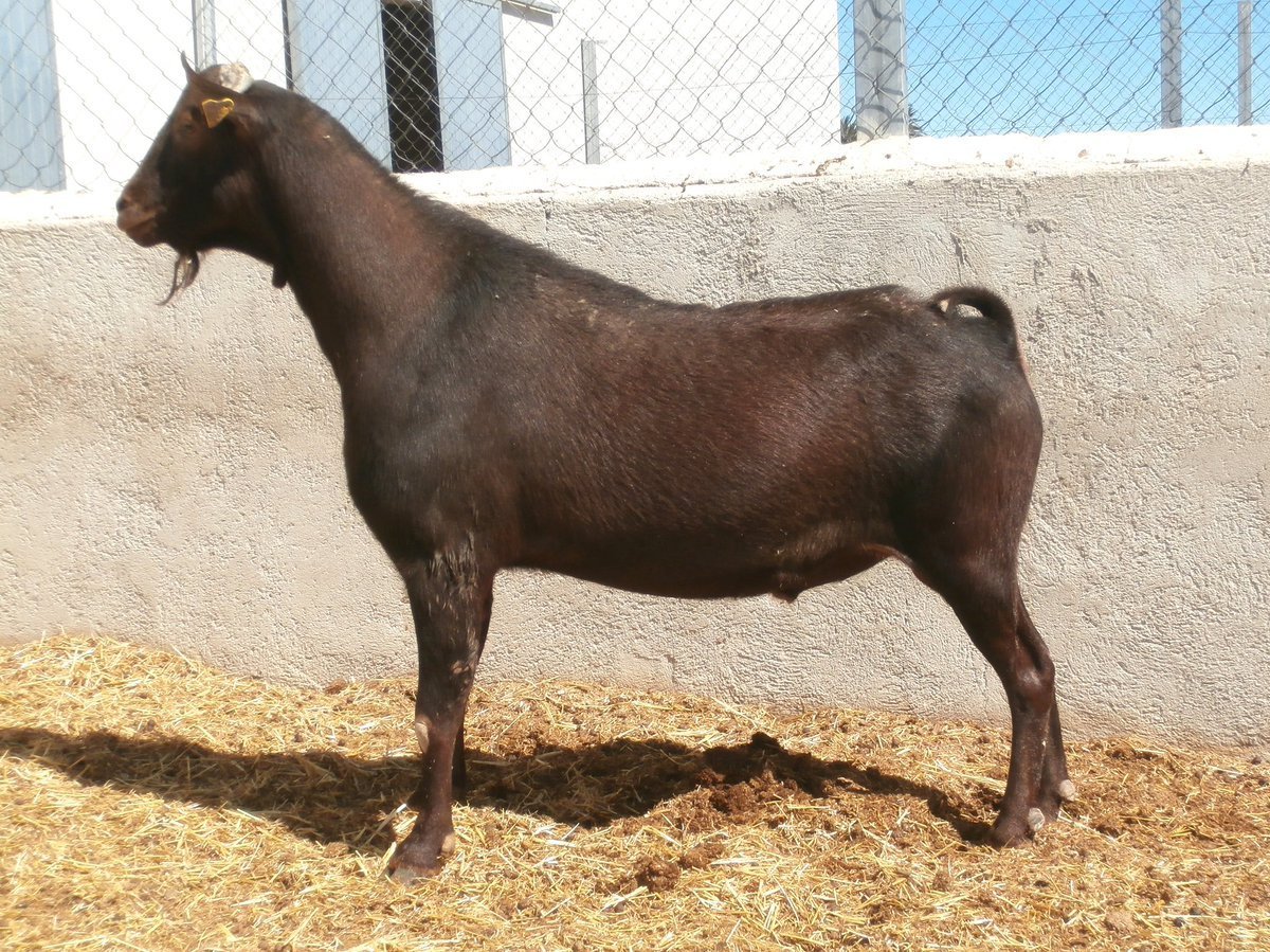 Мурсиана Гранадина