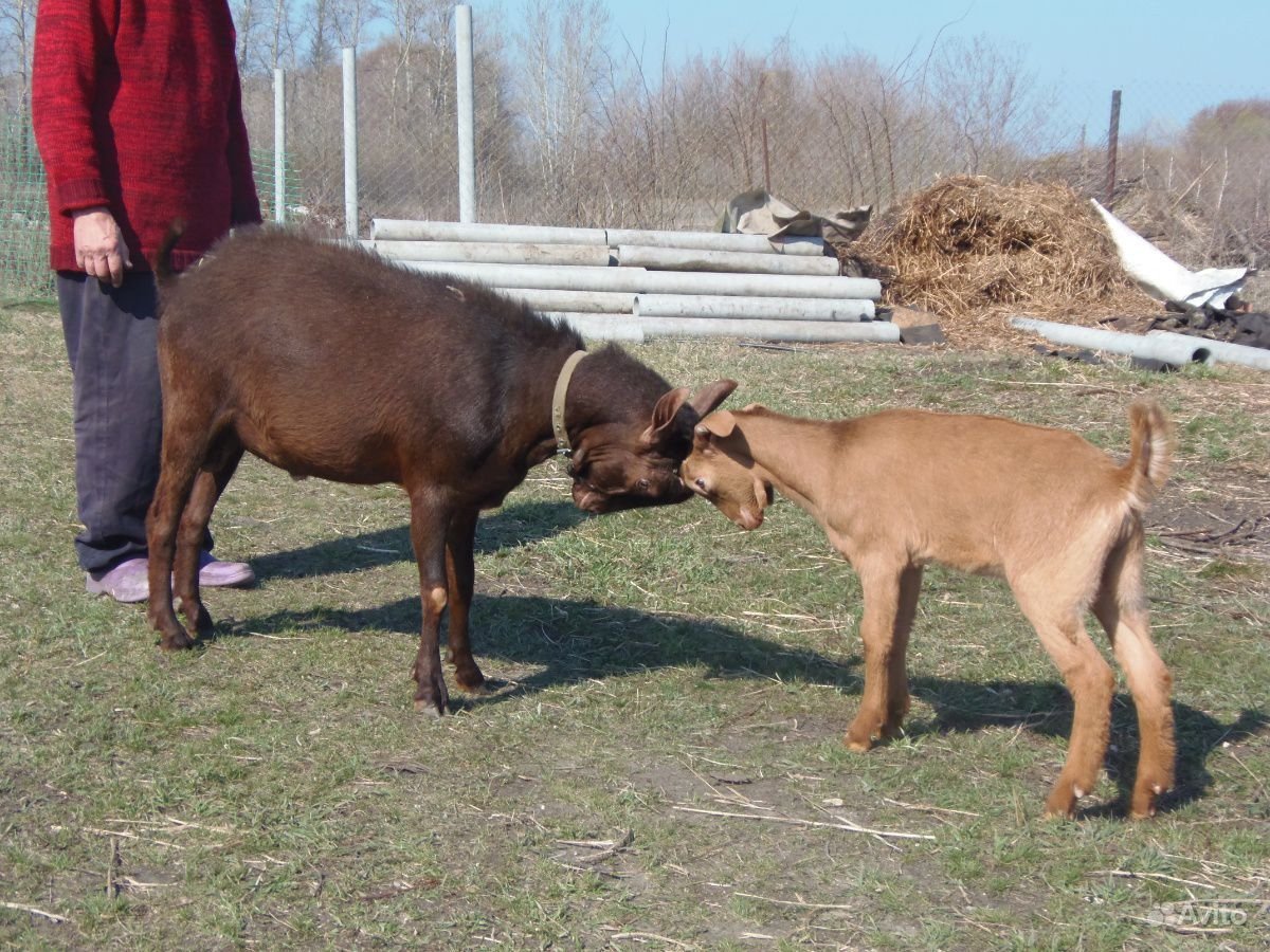 Бурый камерунский козел
