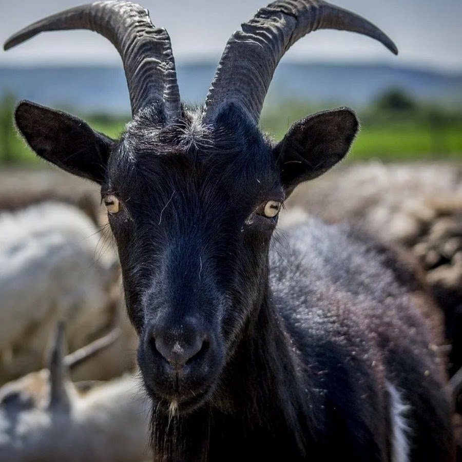 Валлийская черношеяя коза