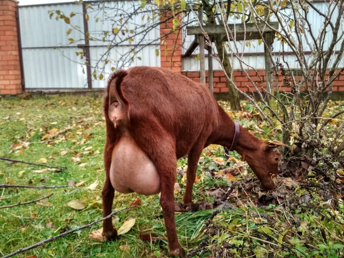 Табун коз Старая фотография