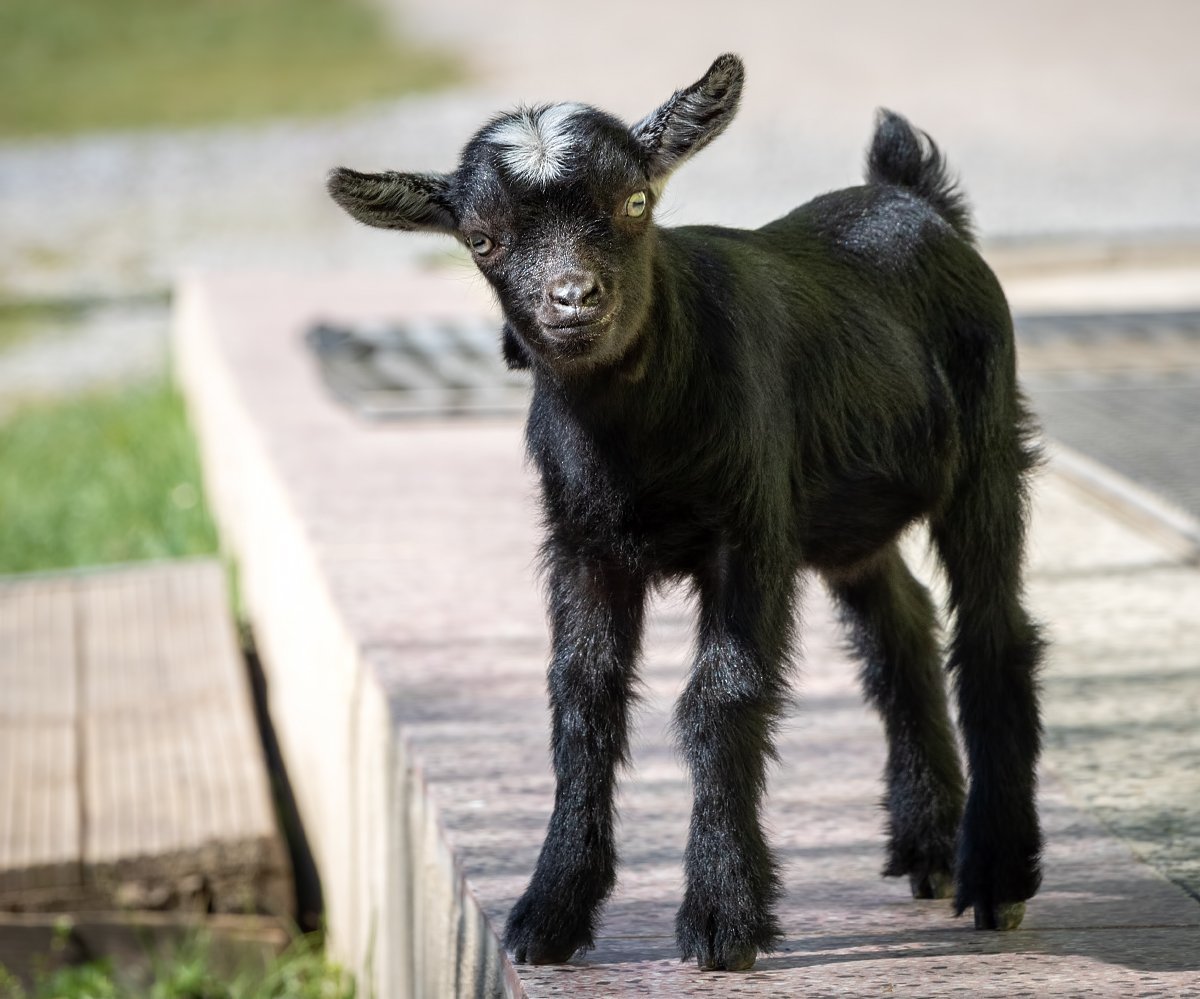 Альпийско нубийские козы