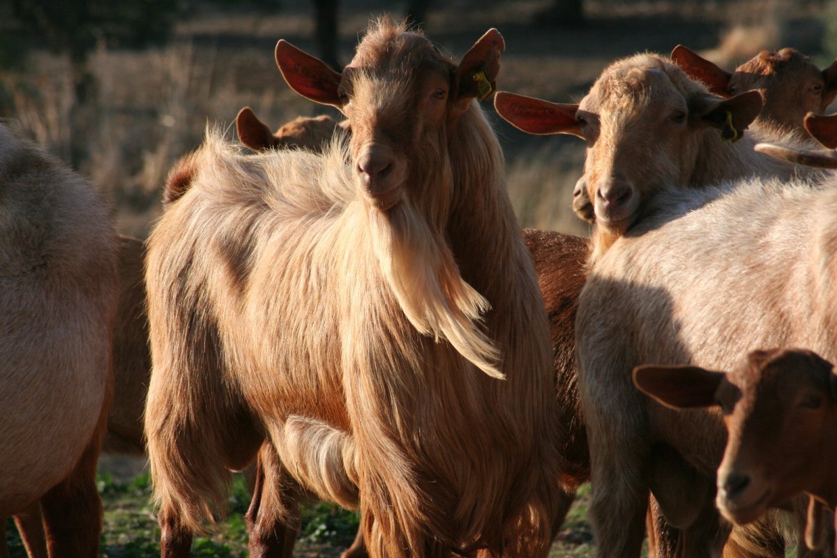 Мурсиана Гранадина