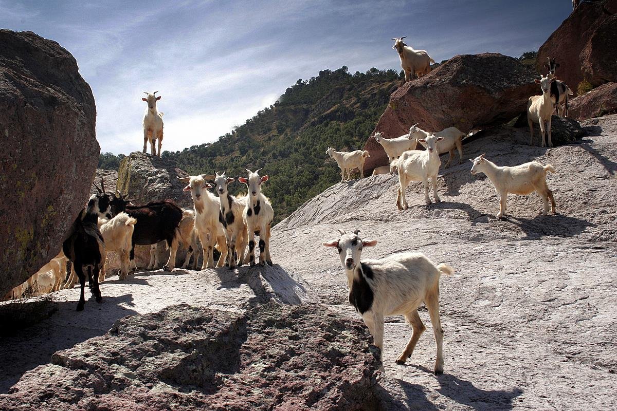 Козы ламанча