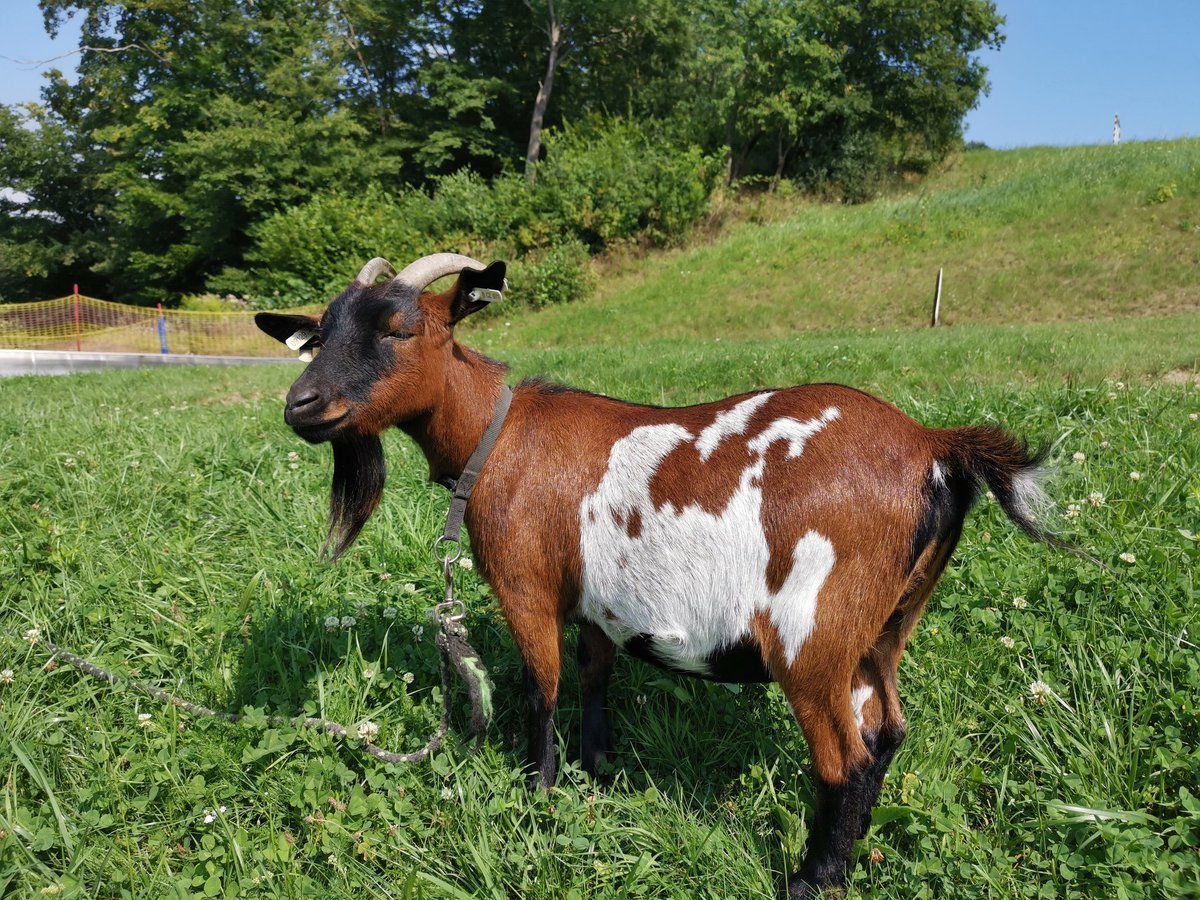 Мурсиана Гранадина порода