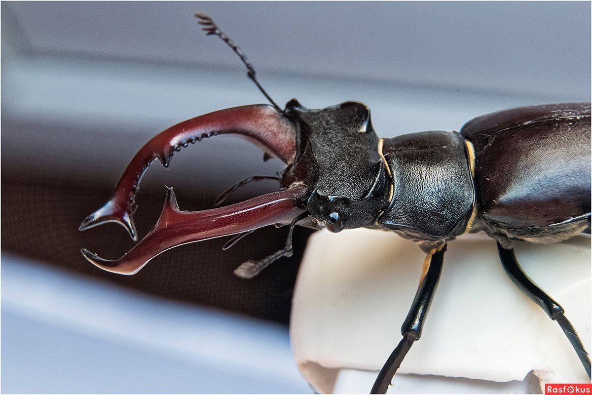 Жук Рогач глаза