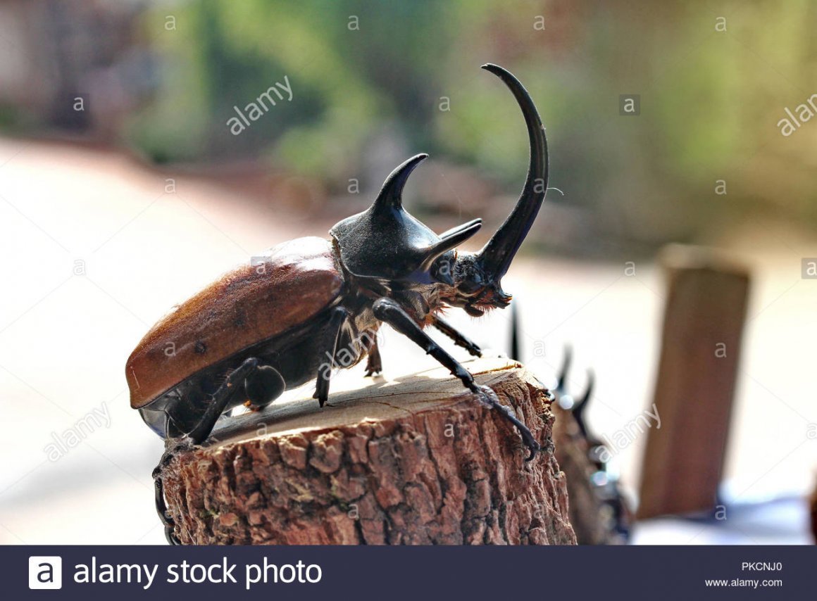 Жук с рогом на голове