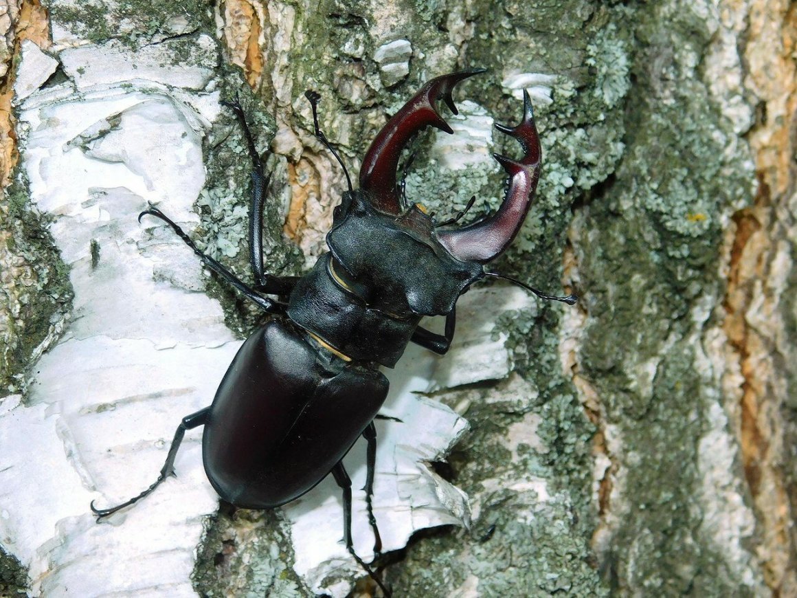 Вильчаторогий Жук носорог