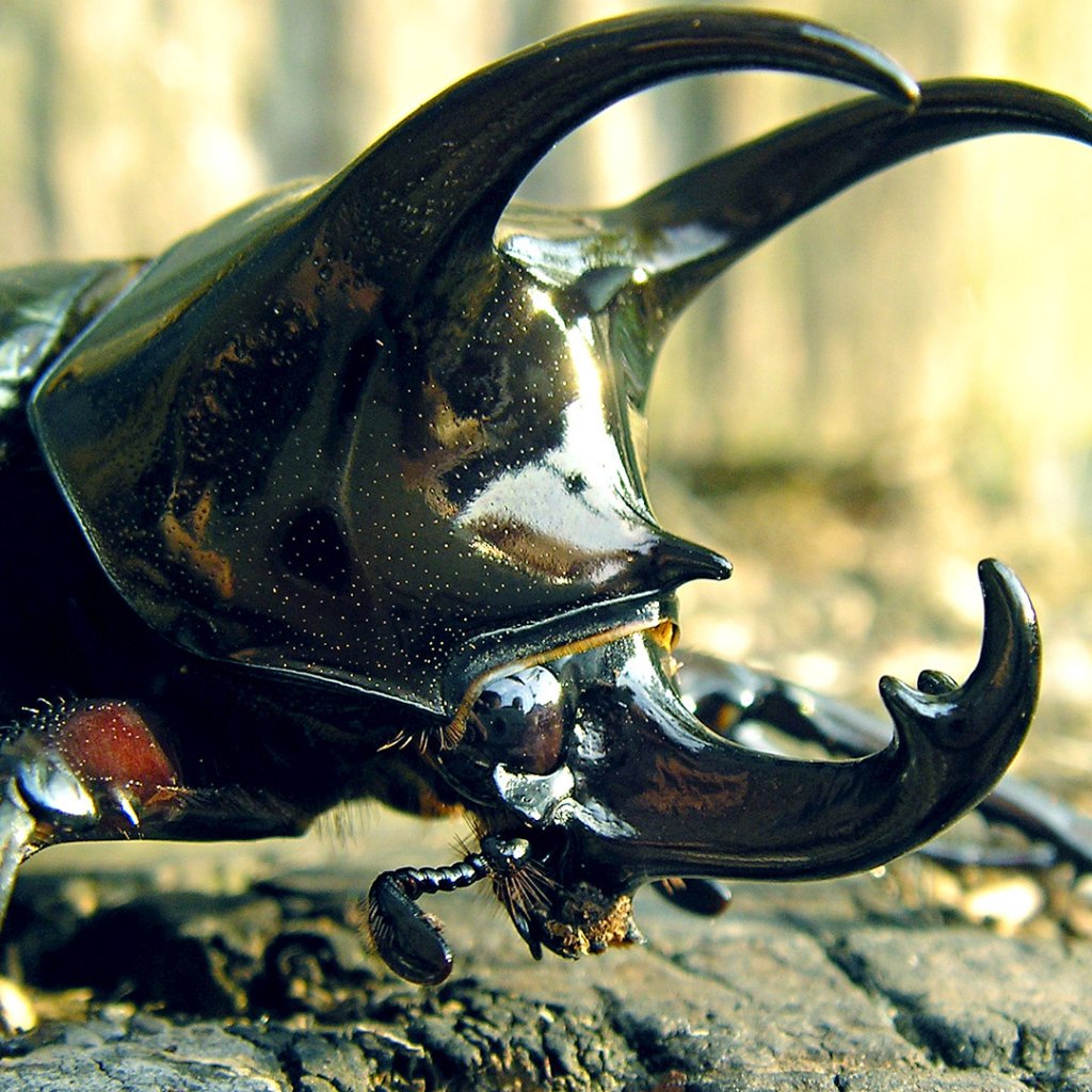 Жук носорог Дупляк