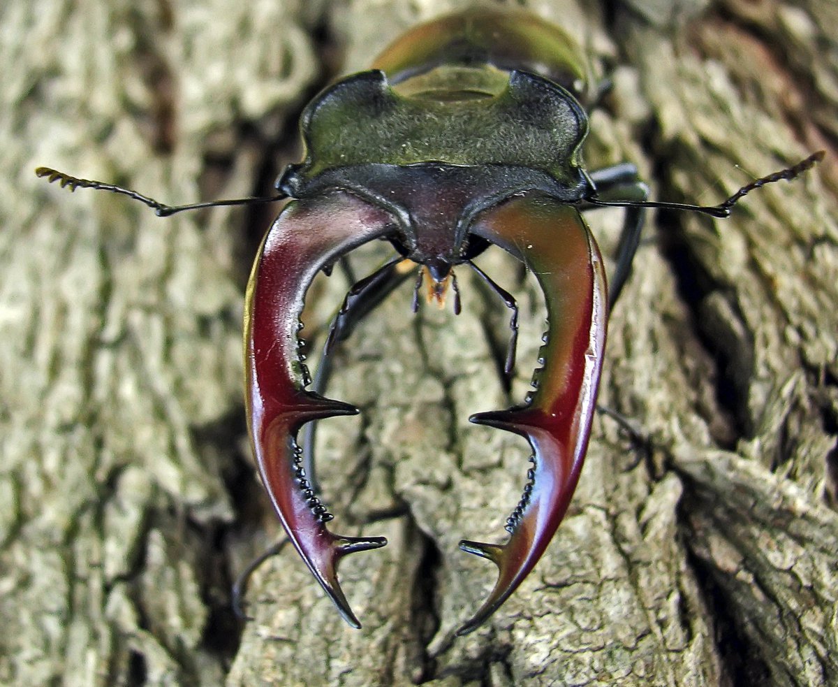 Жук Рогач Крымский