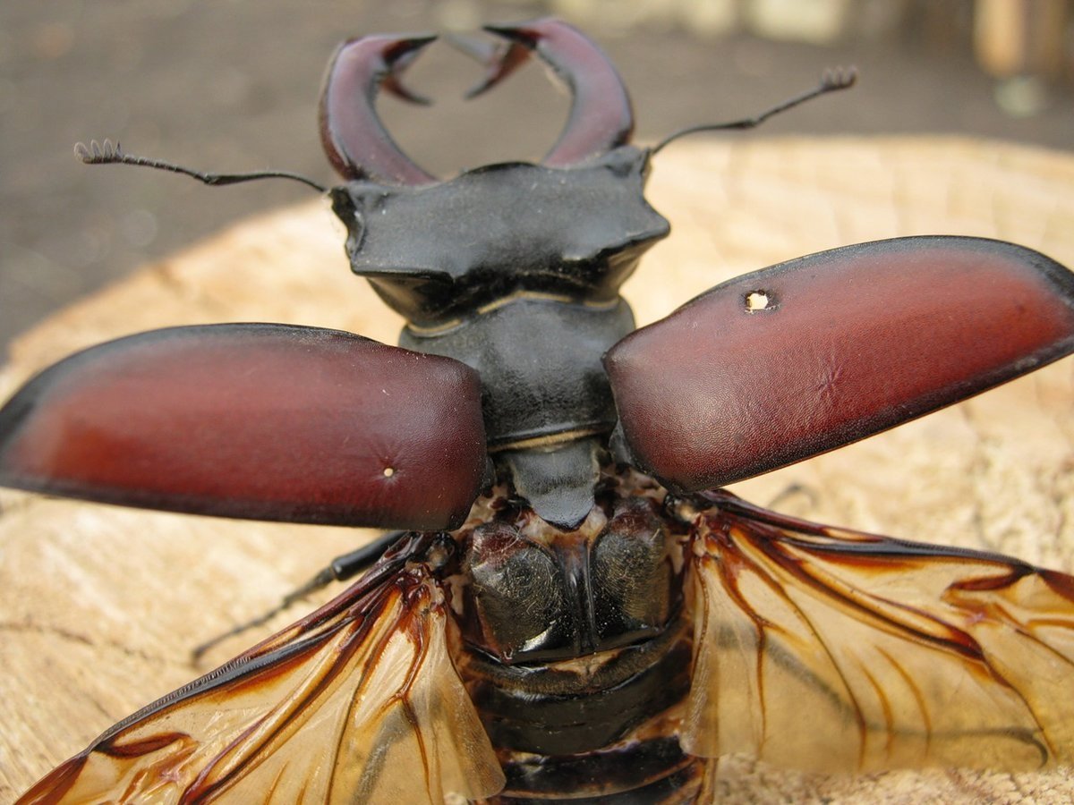 Жук Рогач Крылья