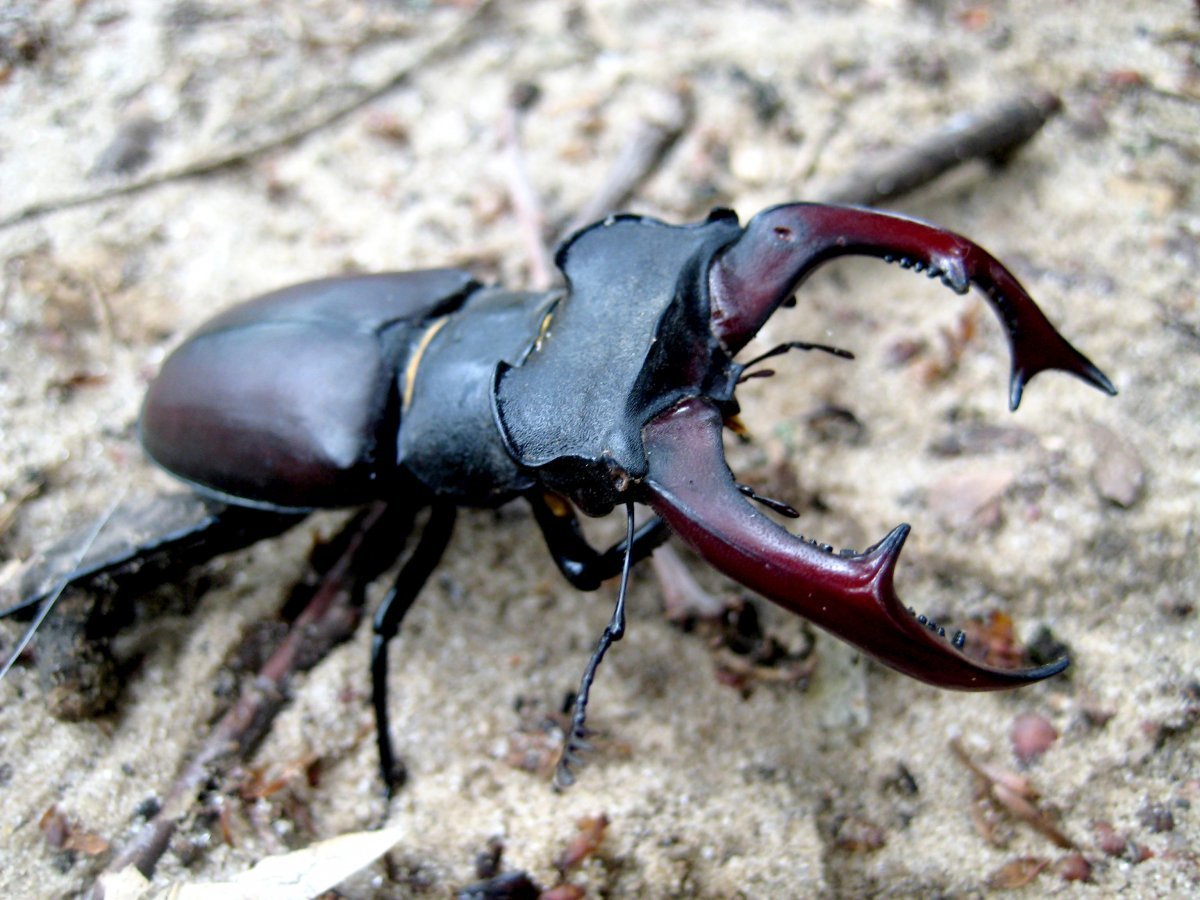 Жук-Рогач клешни