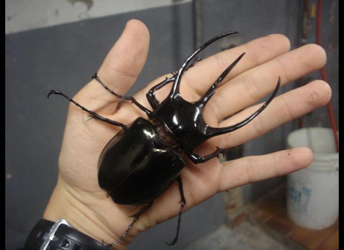 Chalcosoma Caucasus