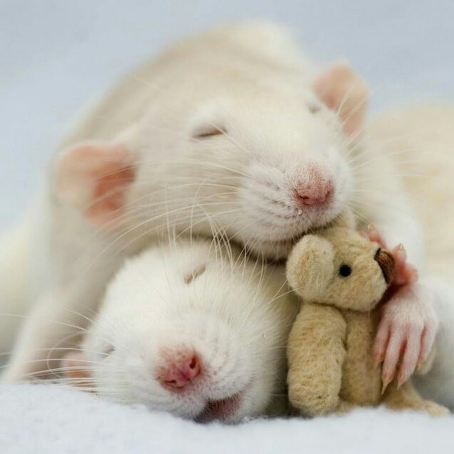 Две крыски обнимаются