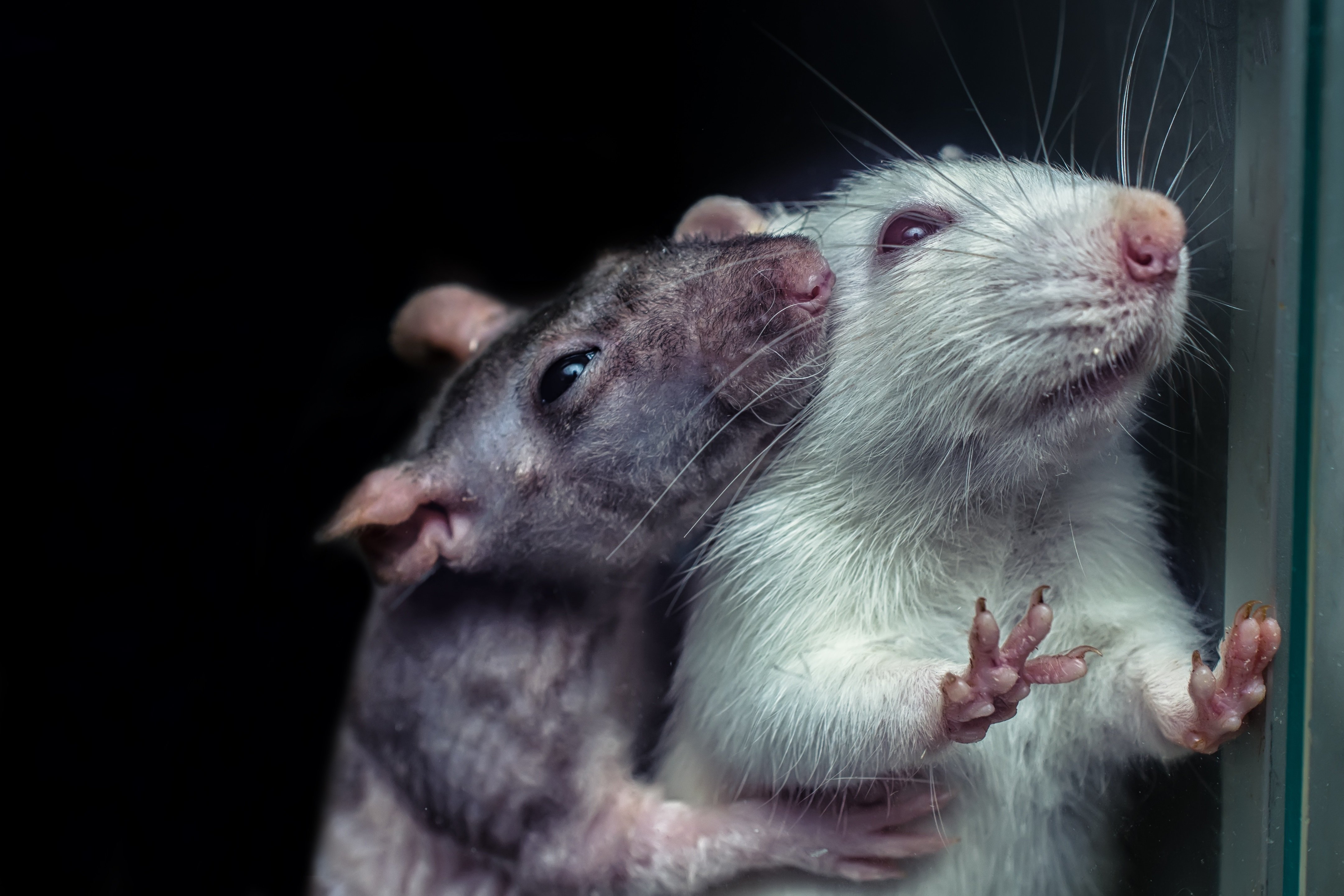 Мыши пара. Крыса. Две крысы. Крысы обнимаются. Две крысы обнимаются.