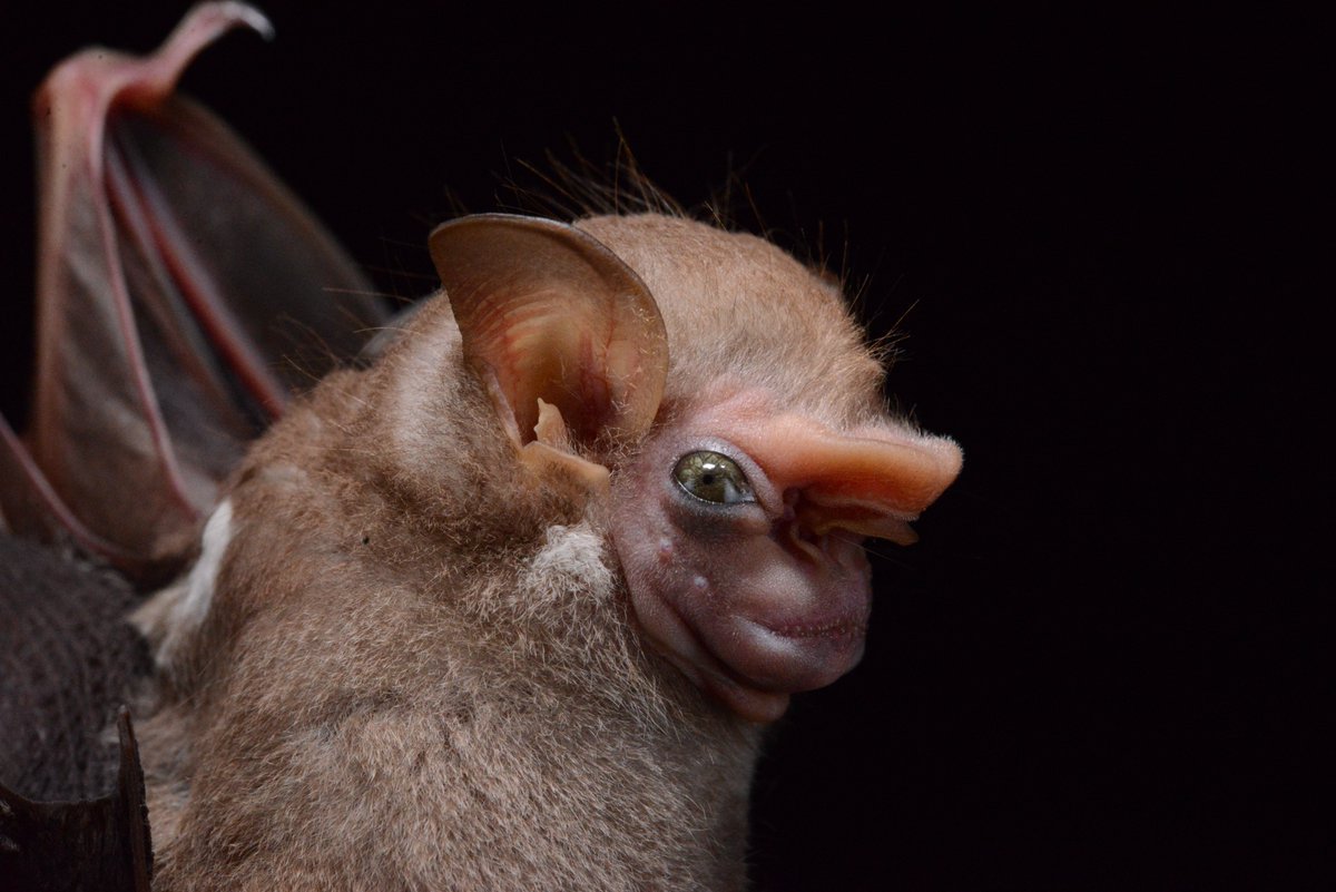 Летучая мышь вампир 1933