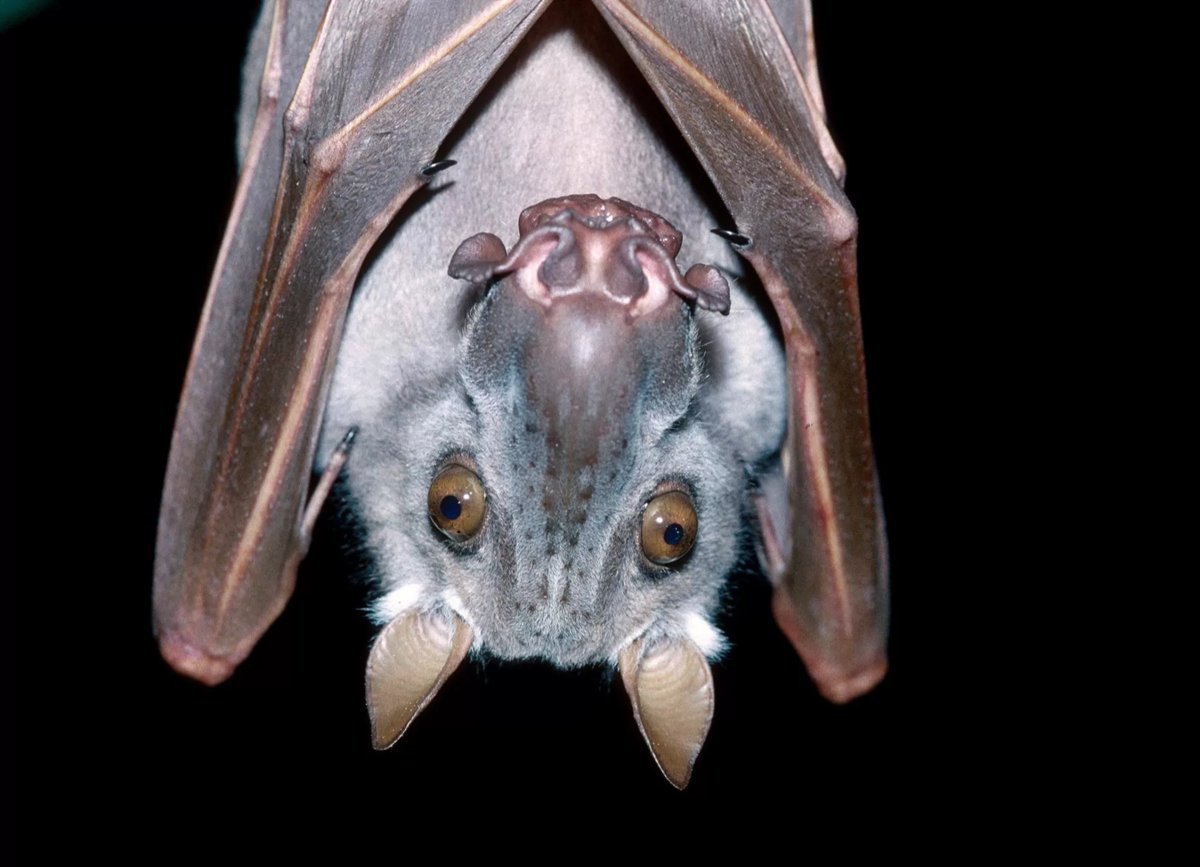 Молотоглав летучая мышь