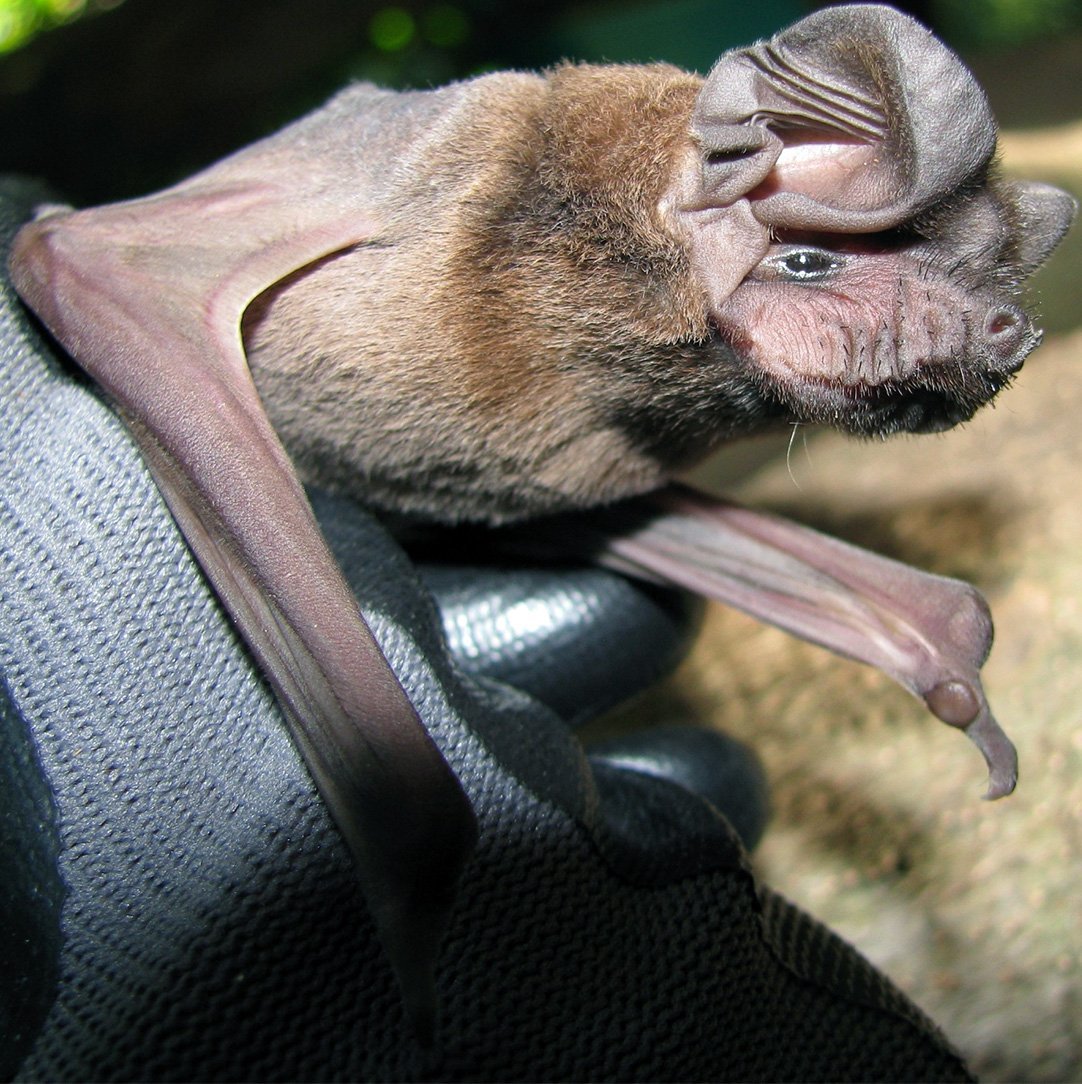 Трубконосый крылан