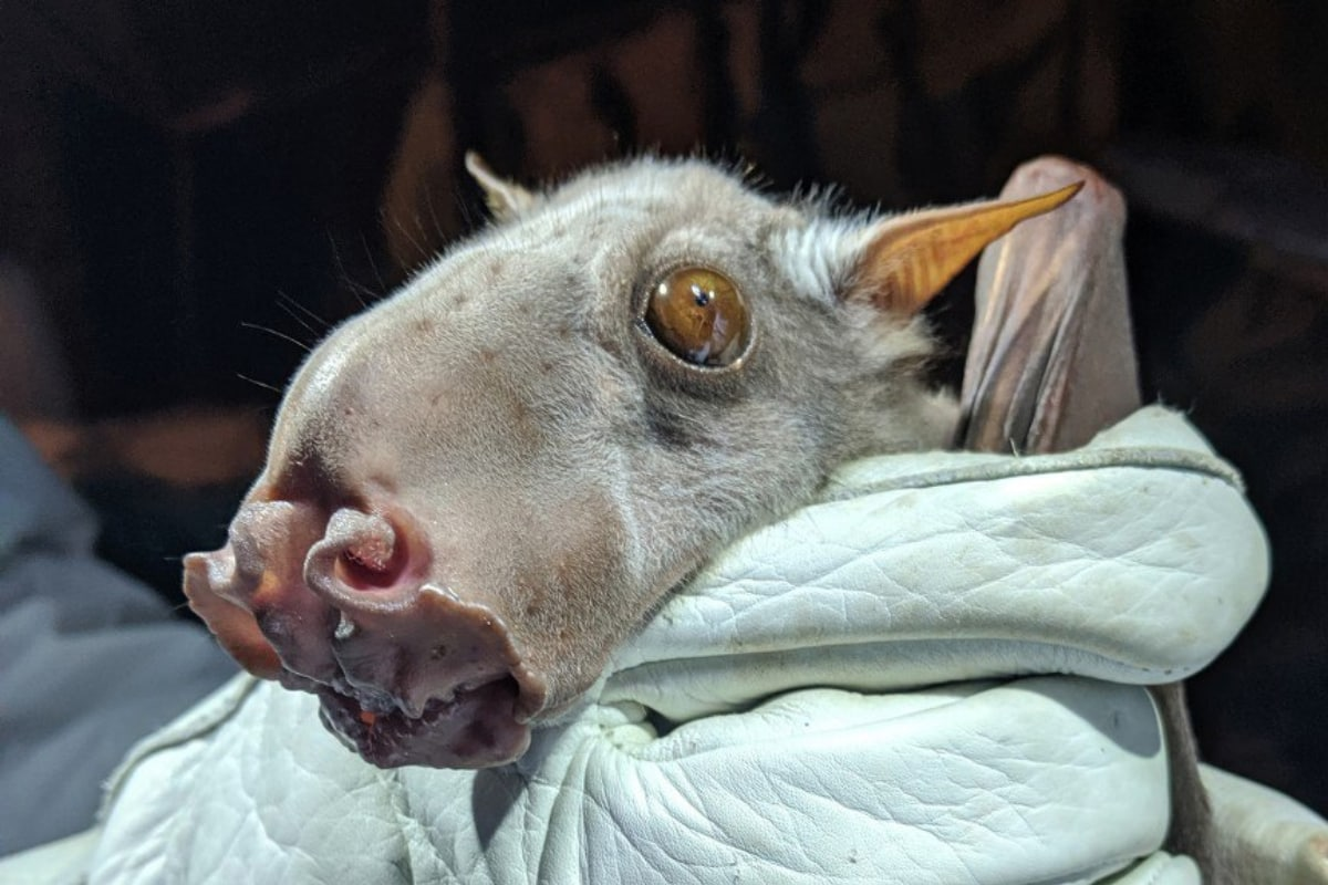 Крылан молотоглав