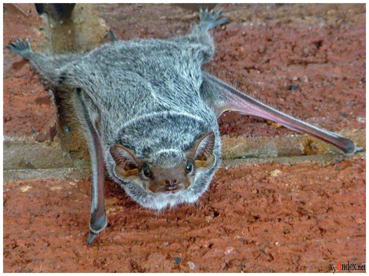 Африканский крылан