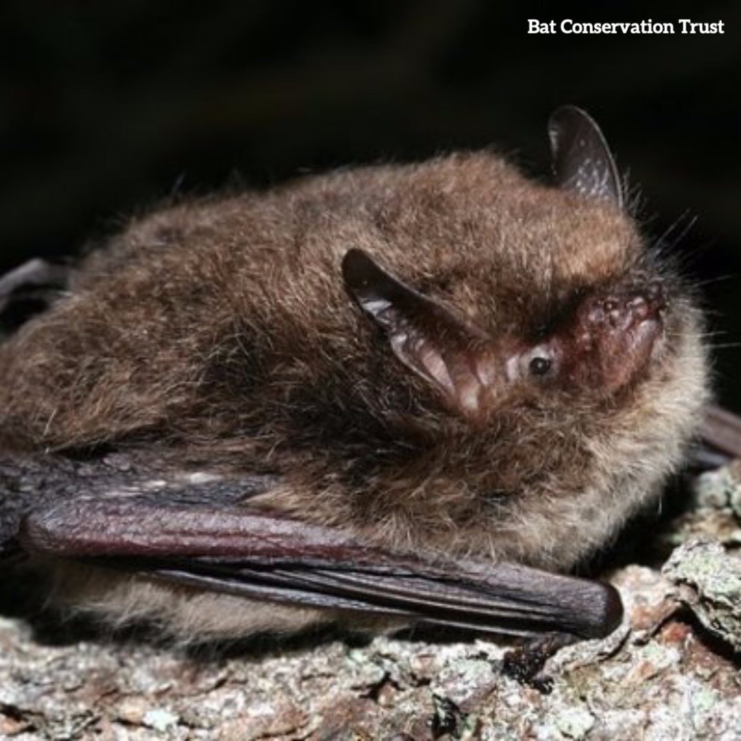 Летучая собачка