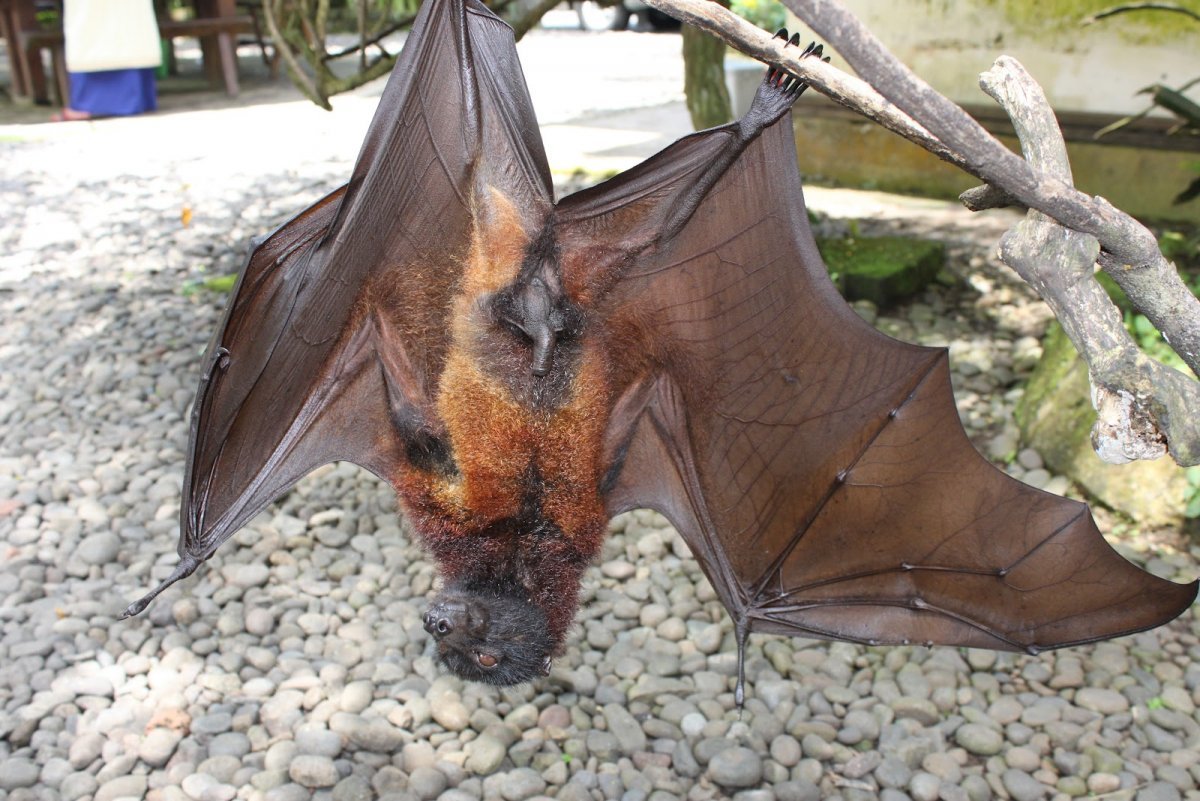 Кондрат летучая мышь